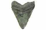Fossil Megalodon Tooth - South Carolina #365775-1